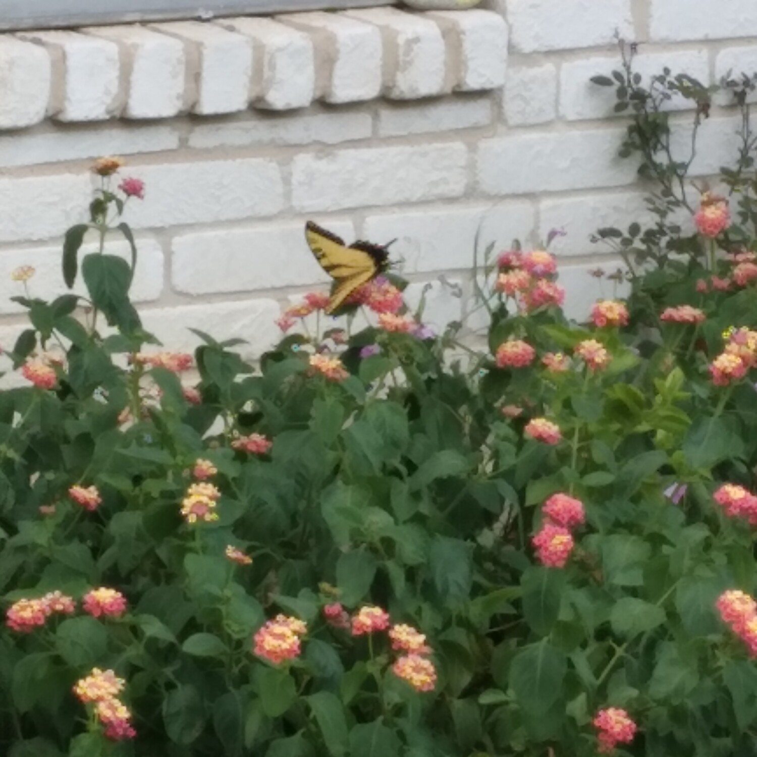 Butterflies on pink flowers