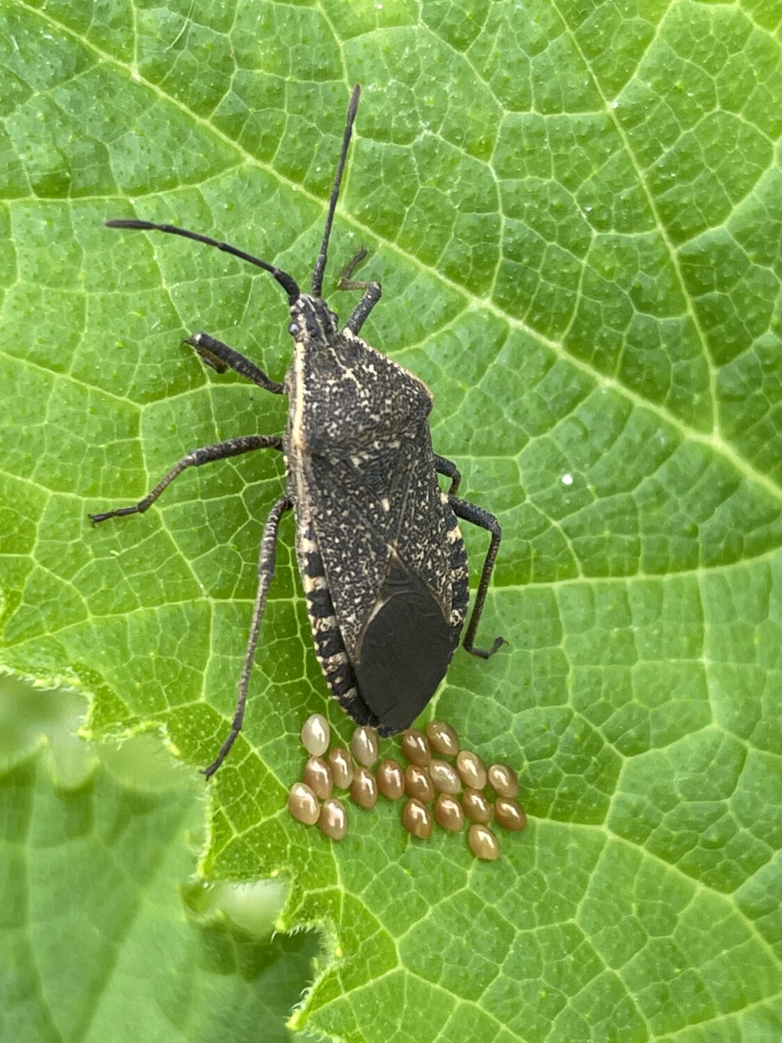 Laying the next generation