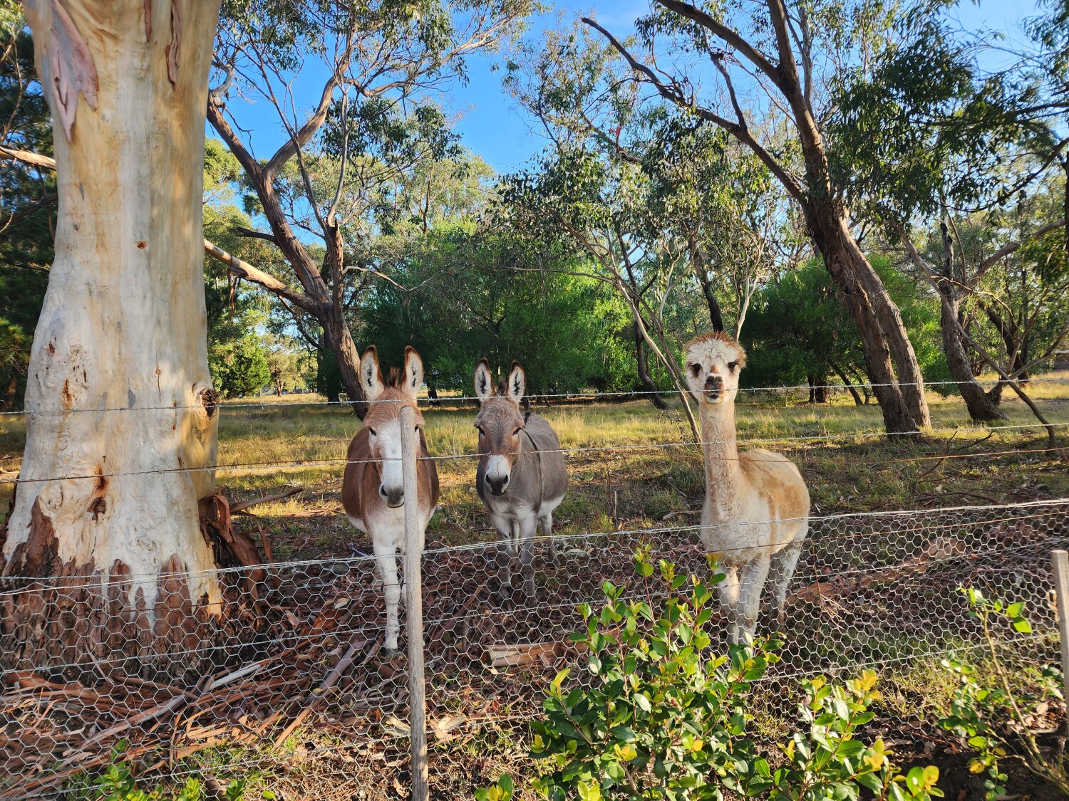 Australia farm animals