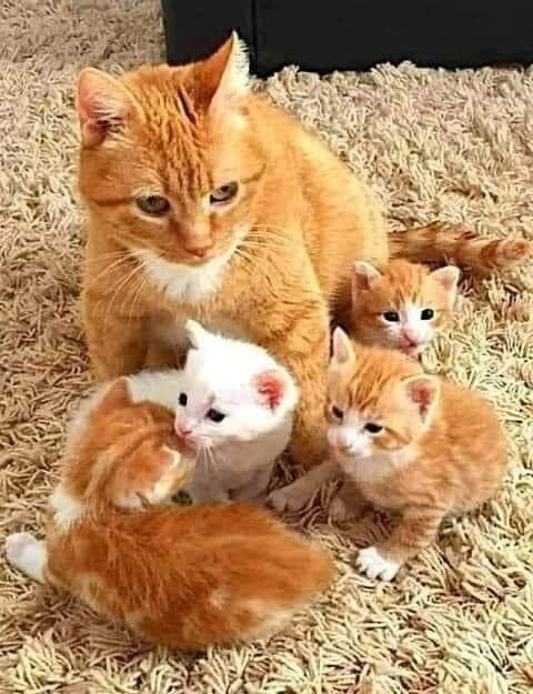 My Loving,Sweet kittens😘