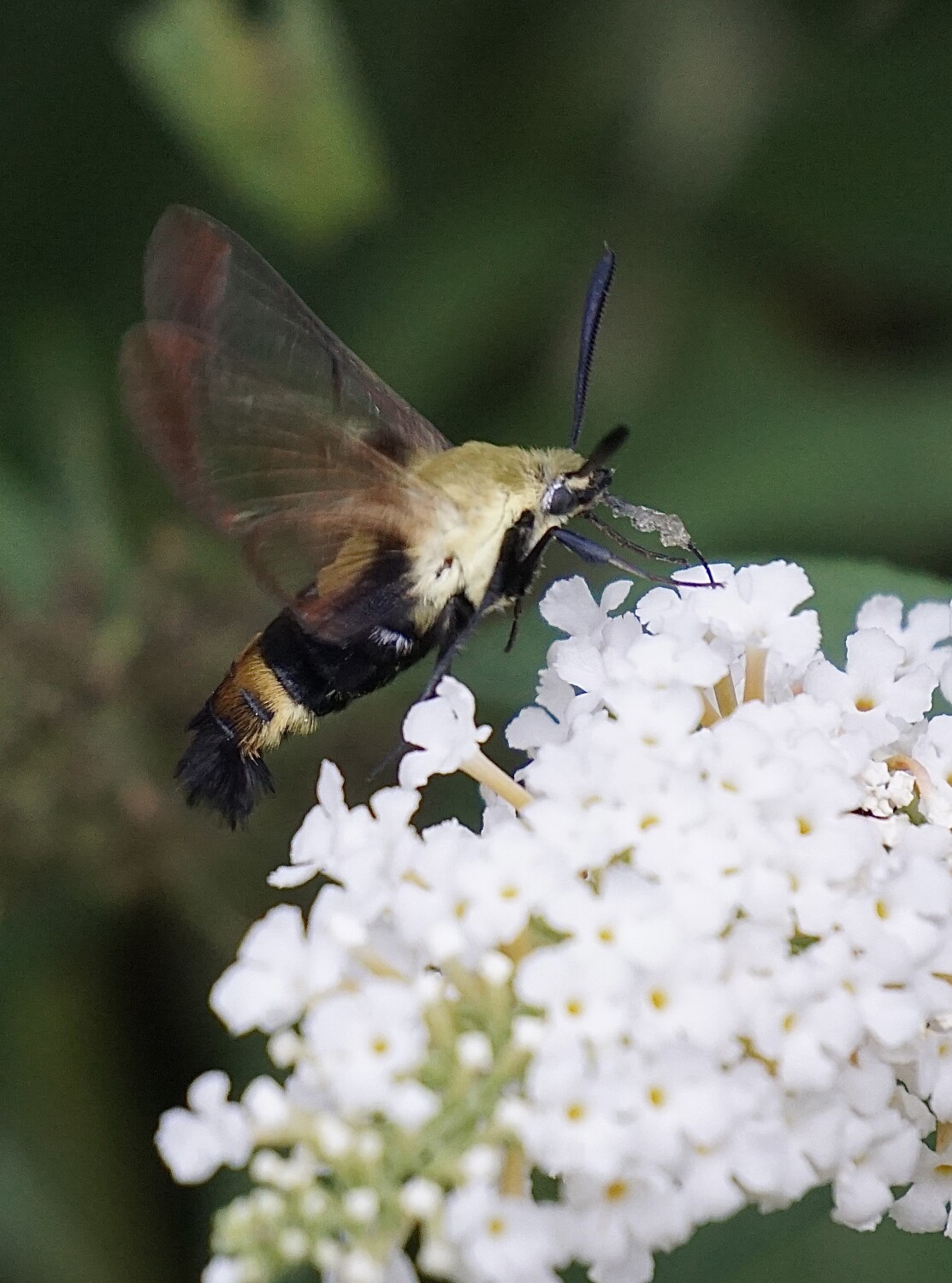 Hummingbird Moth