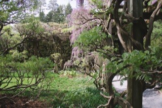 Wisteria in Spring Bloom