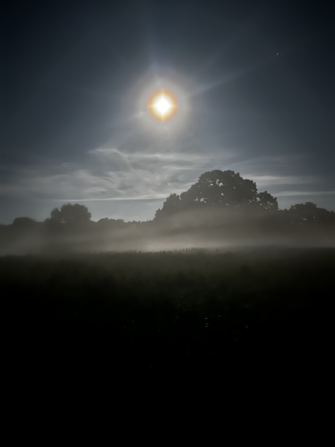 Mystical Whispering Woods