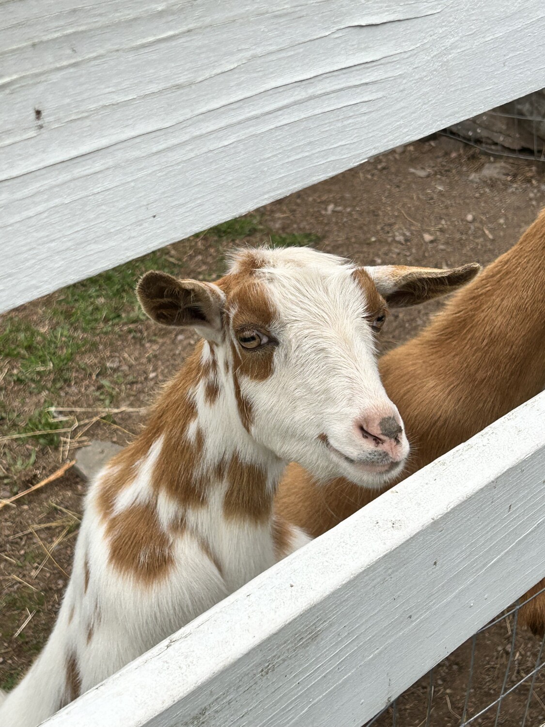 Goat at Glenbrook Farms