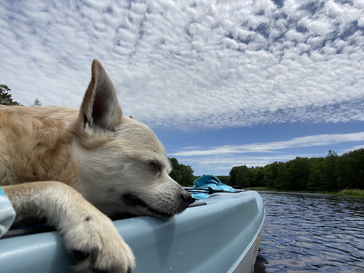 Rocket the Adventurer