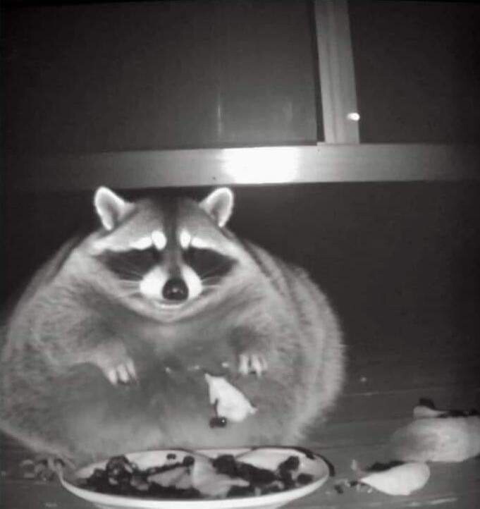 Chungus Racoon