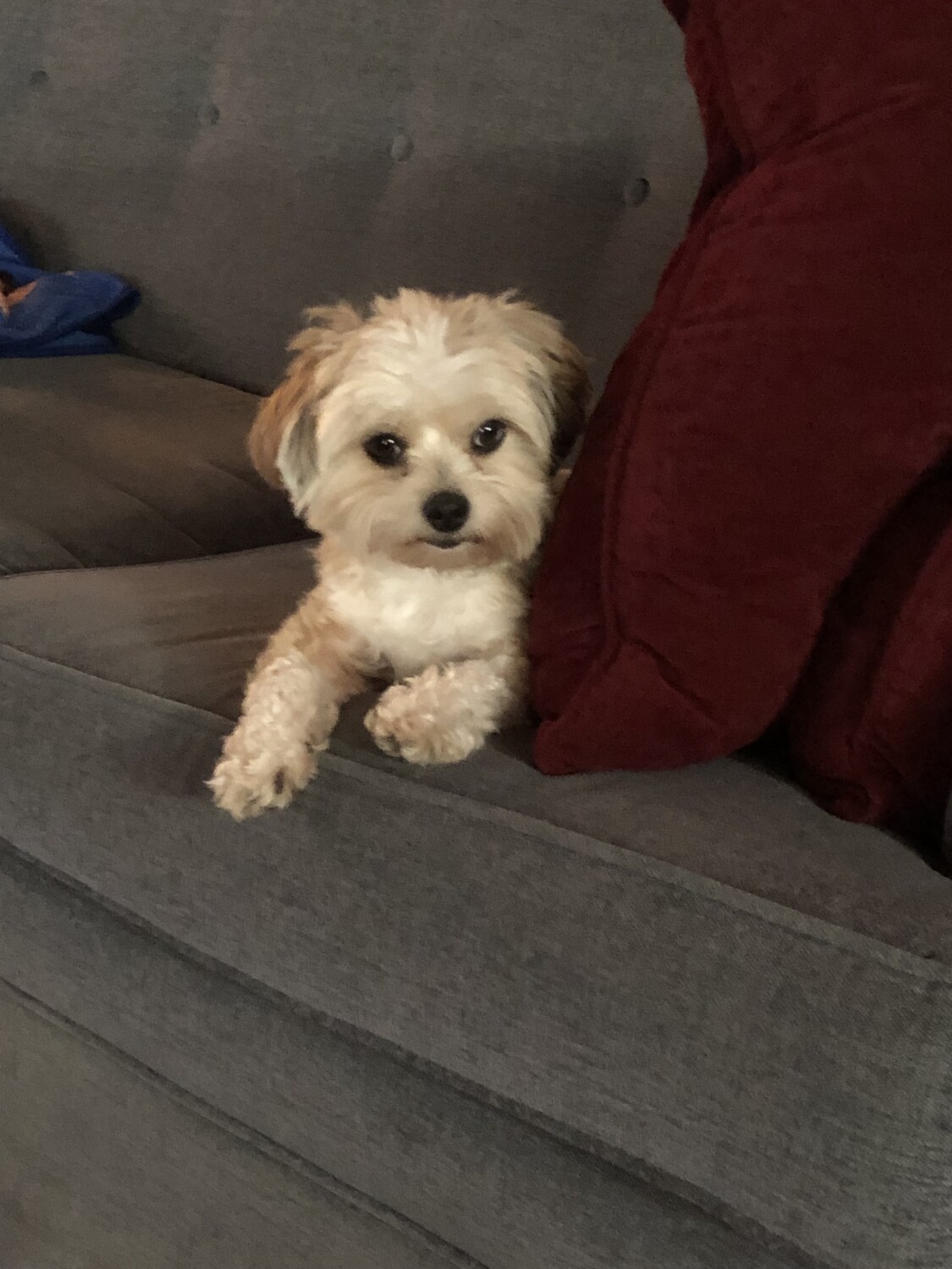 Miss Lily owns the couch!