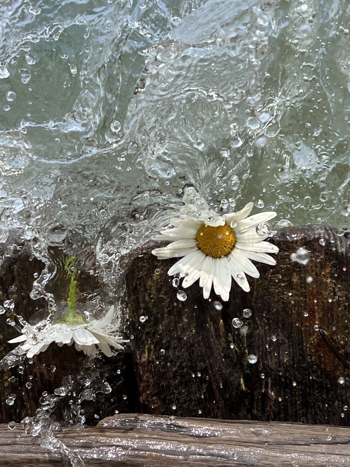 Splash of Daisies