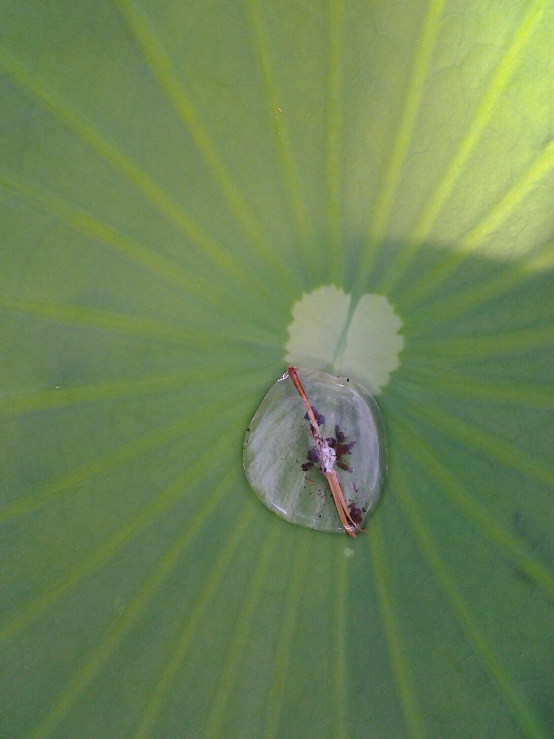 The lone imperfect drop