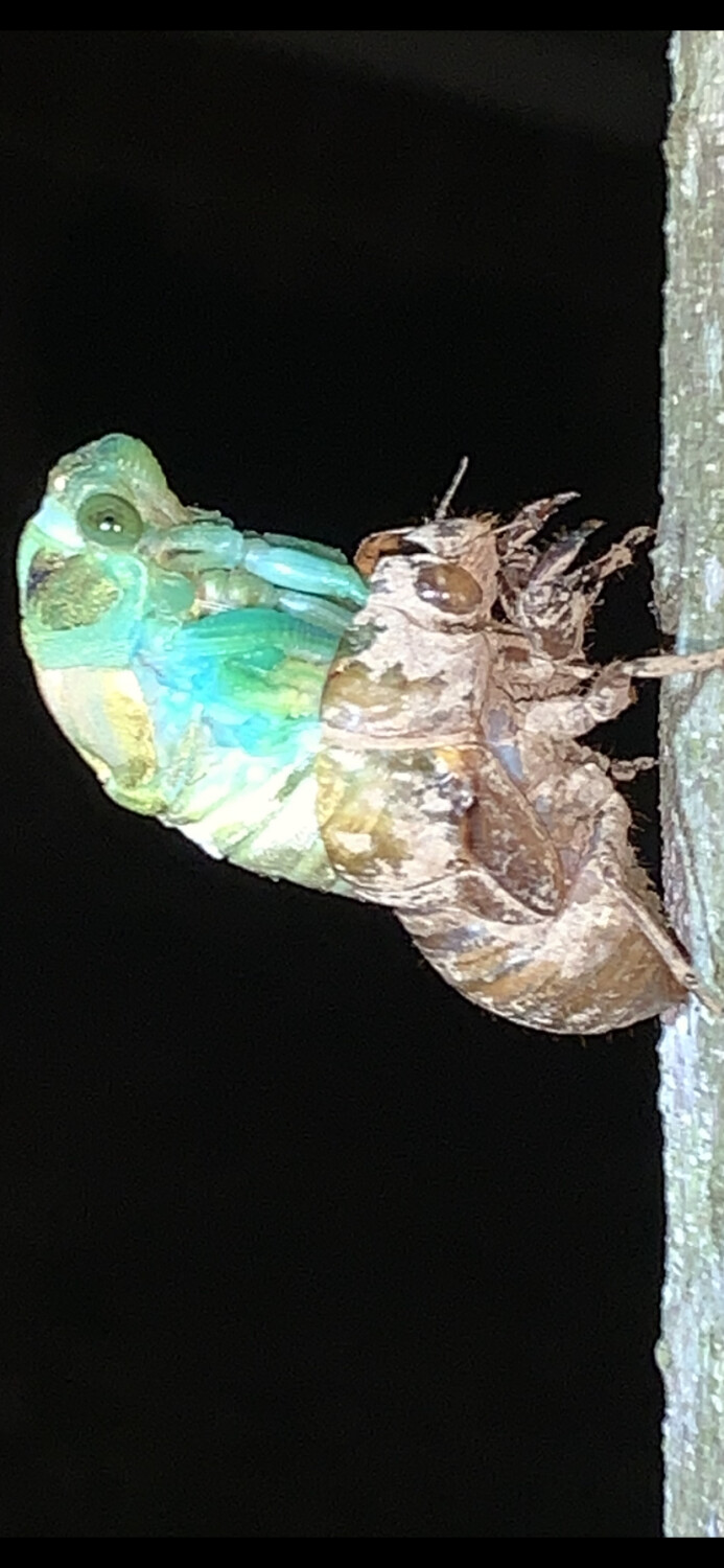 Cicada transformation