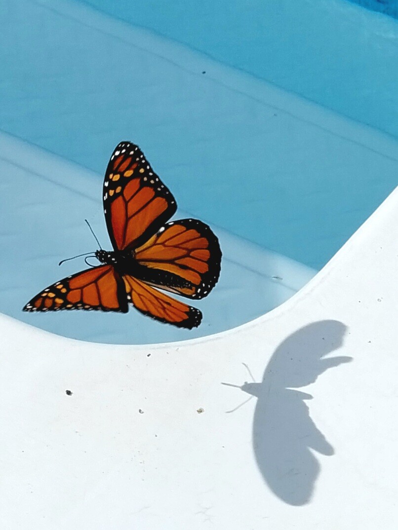 Flying with my shadow