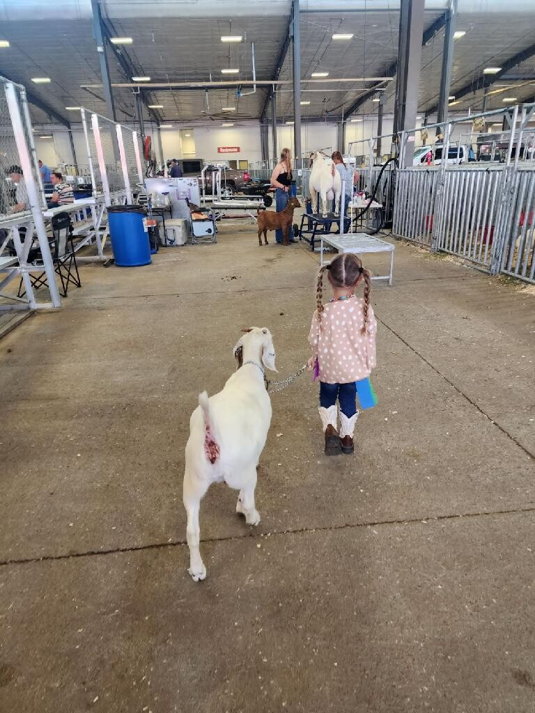 A girl and her goat