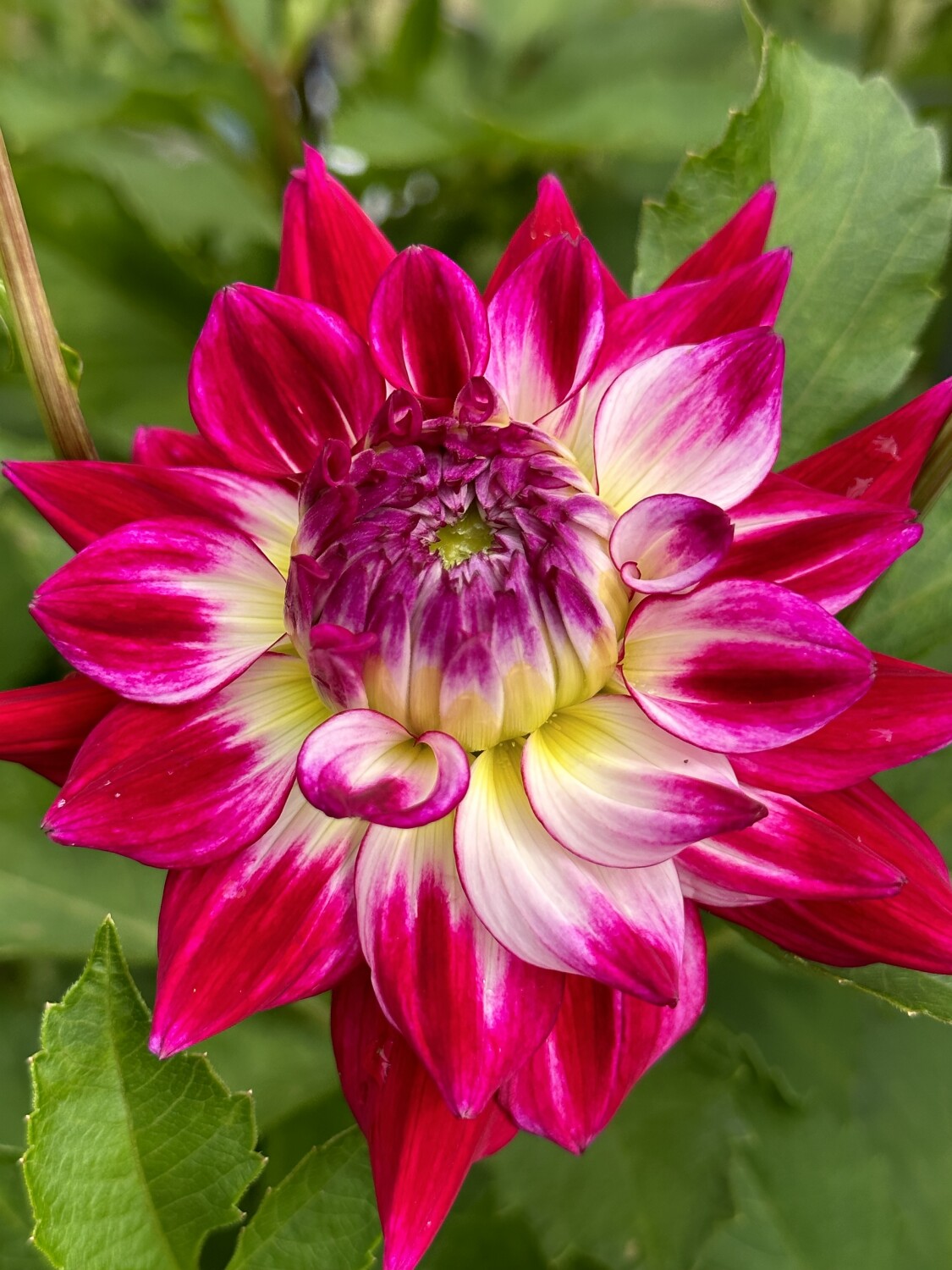 Dahlia