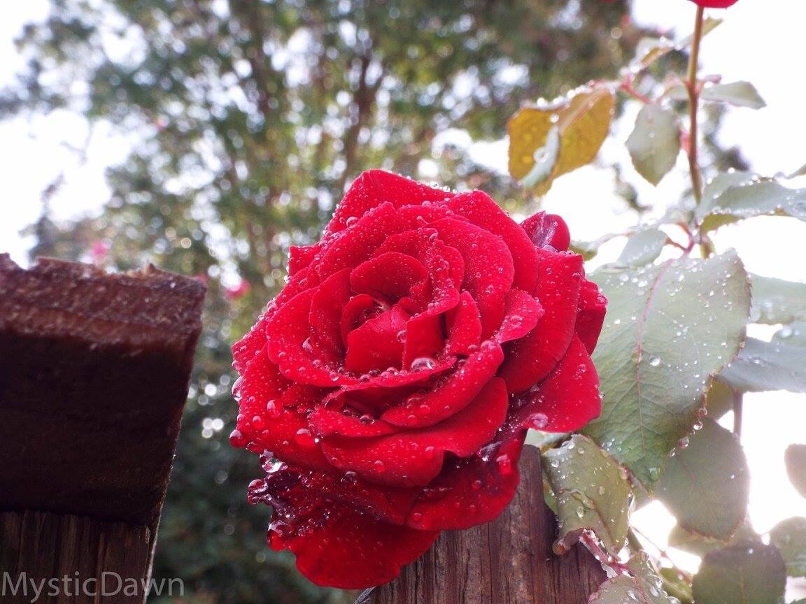 Rose in the rain