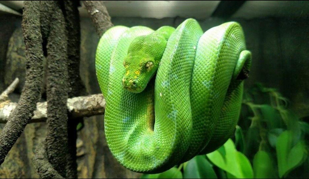 Emerald Tree Boa