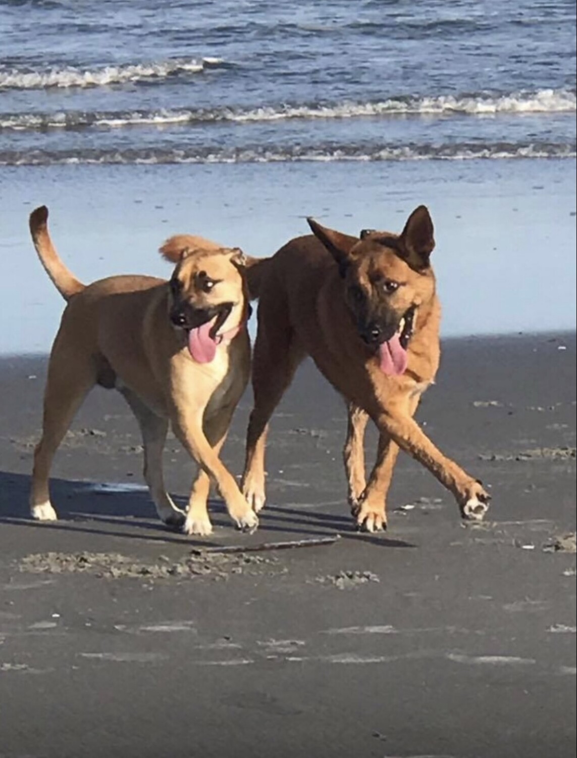 Synchrony by the Sea