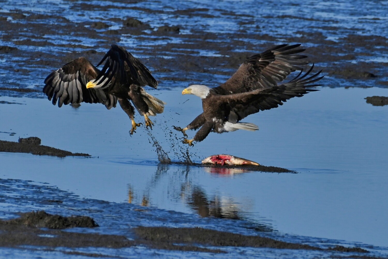 Survival of the Fittest