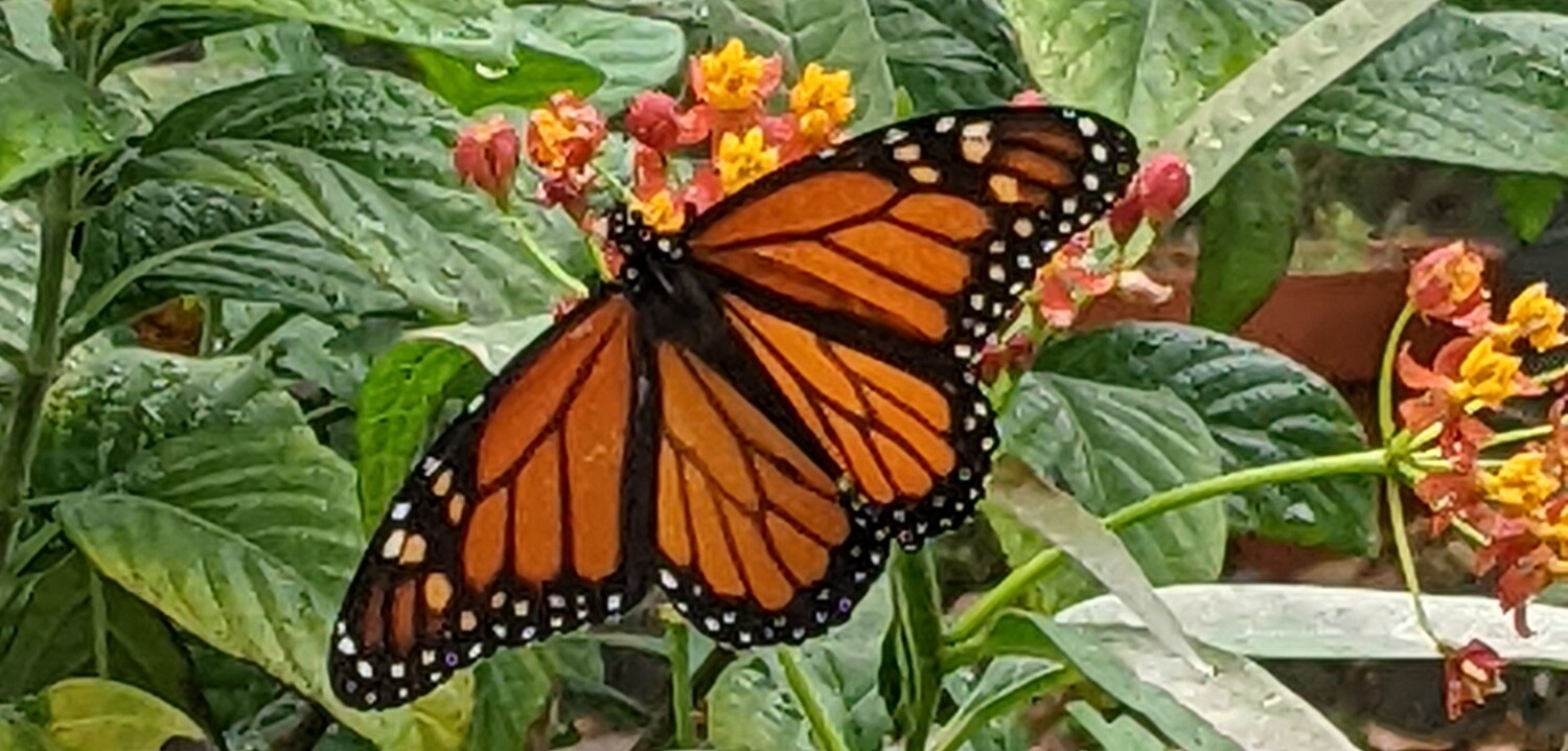 Feasting Monarch