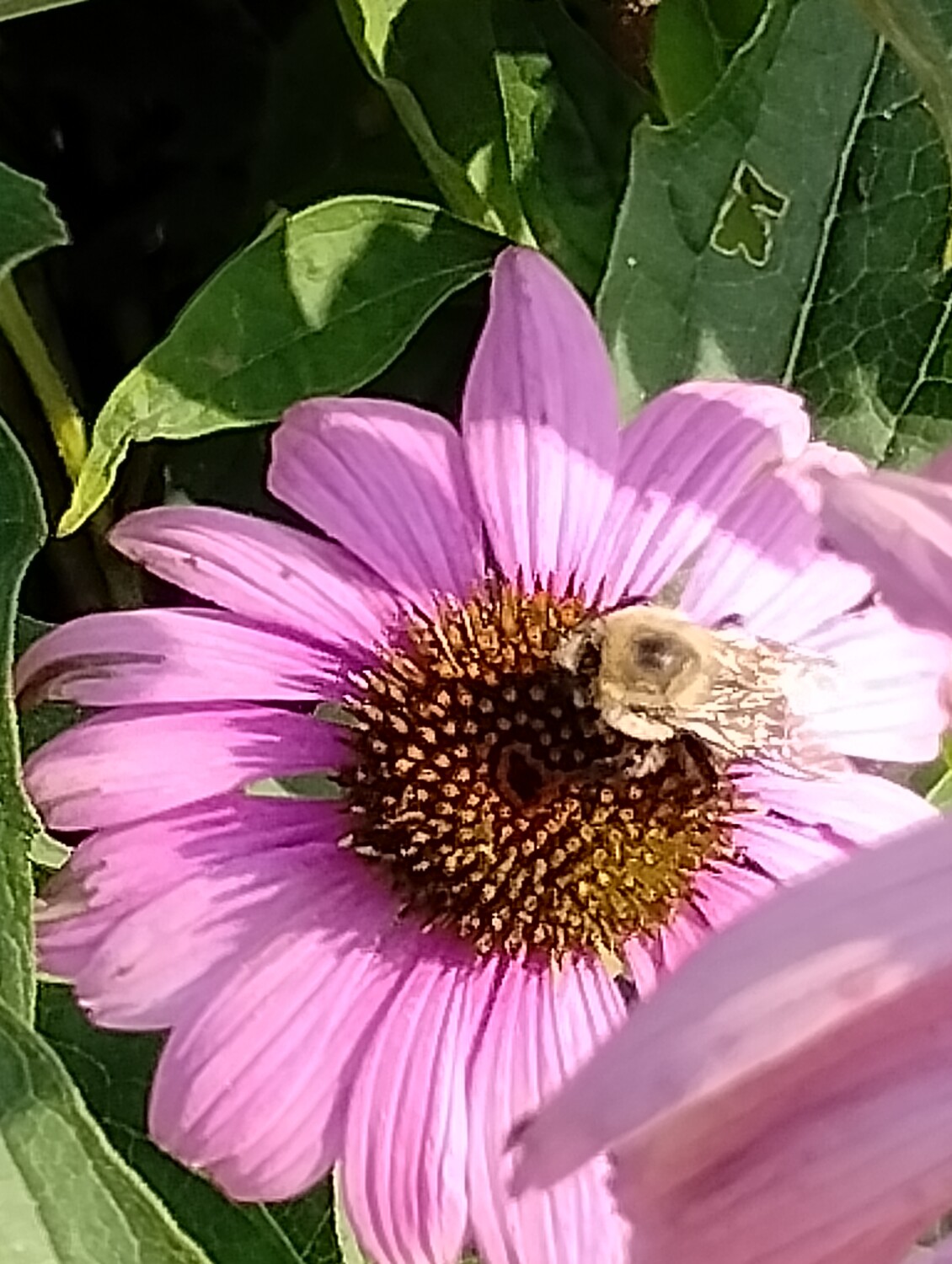 Busy as a bee