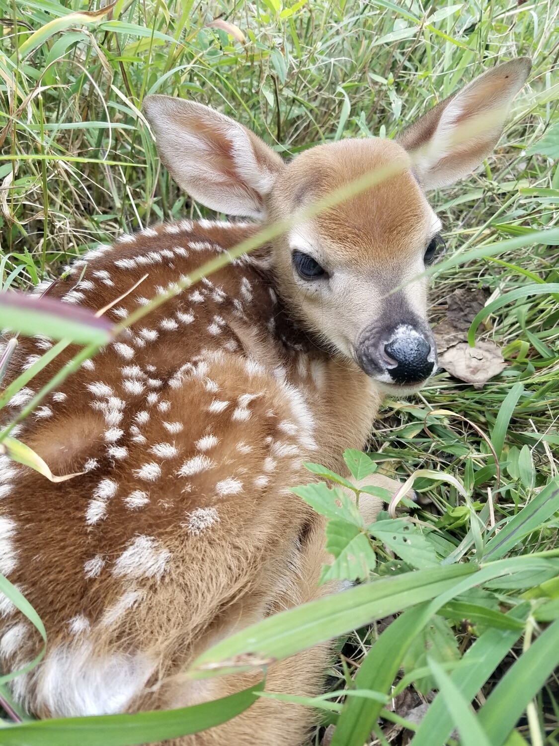 Baby deer