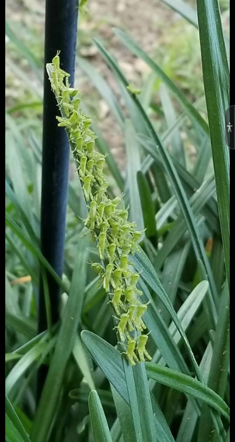 Spring baby grasshoppers