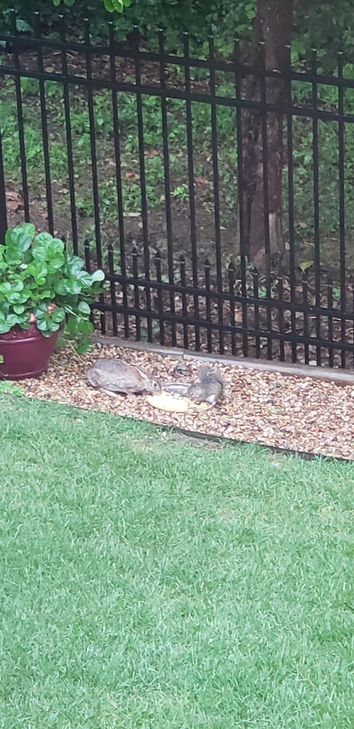 Peacefully Coexisting