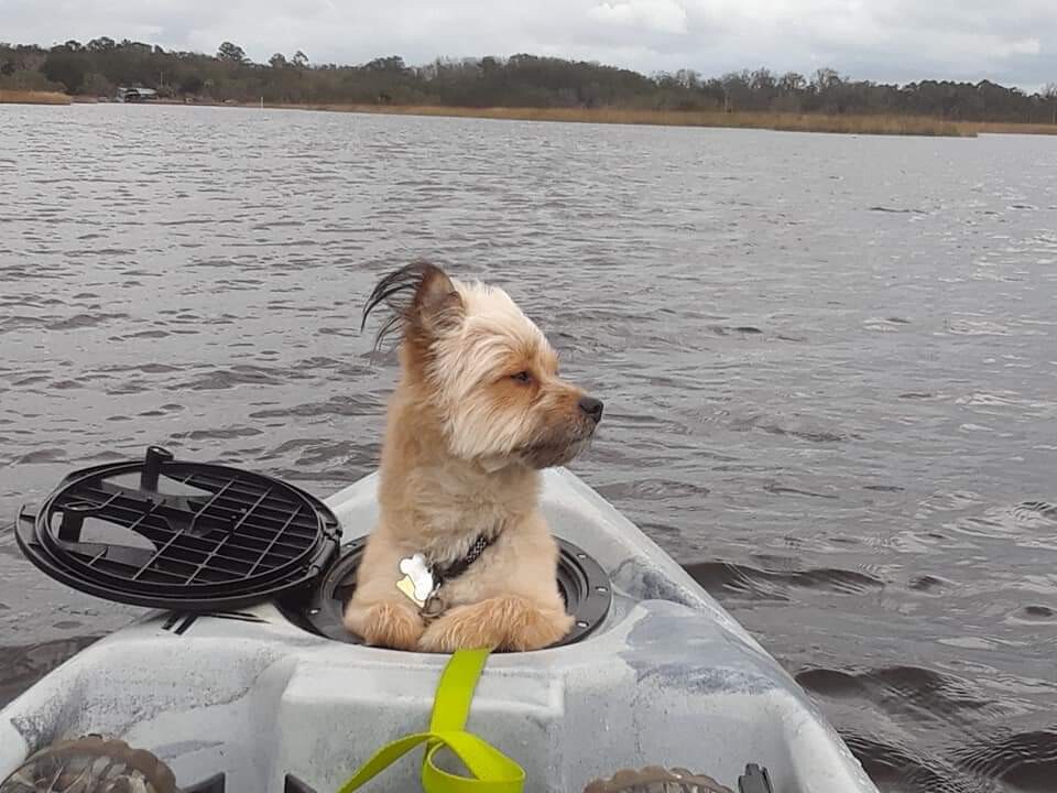 Looking into the breeze.