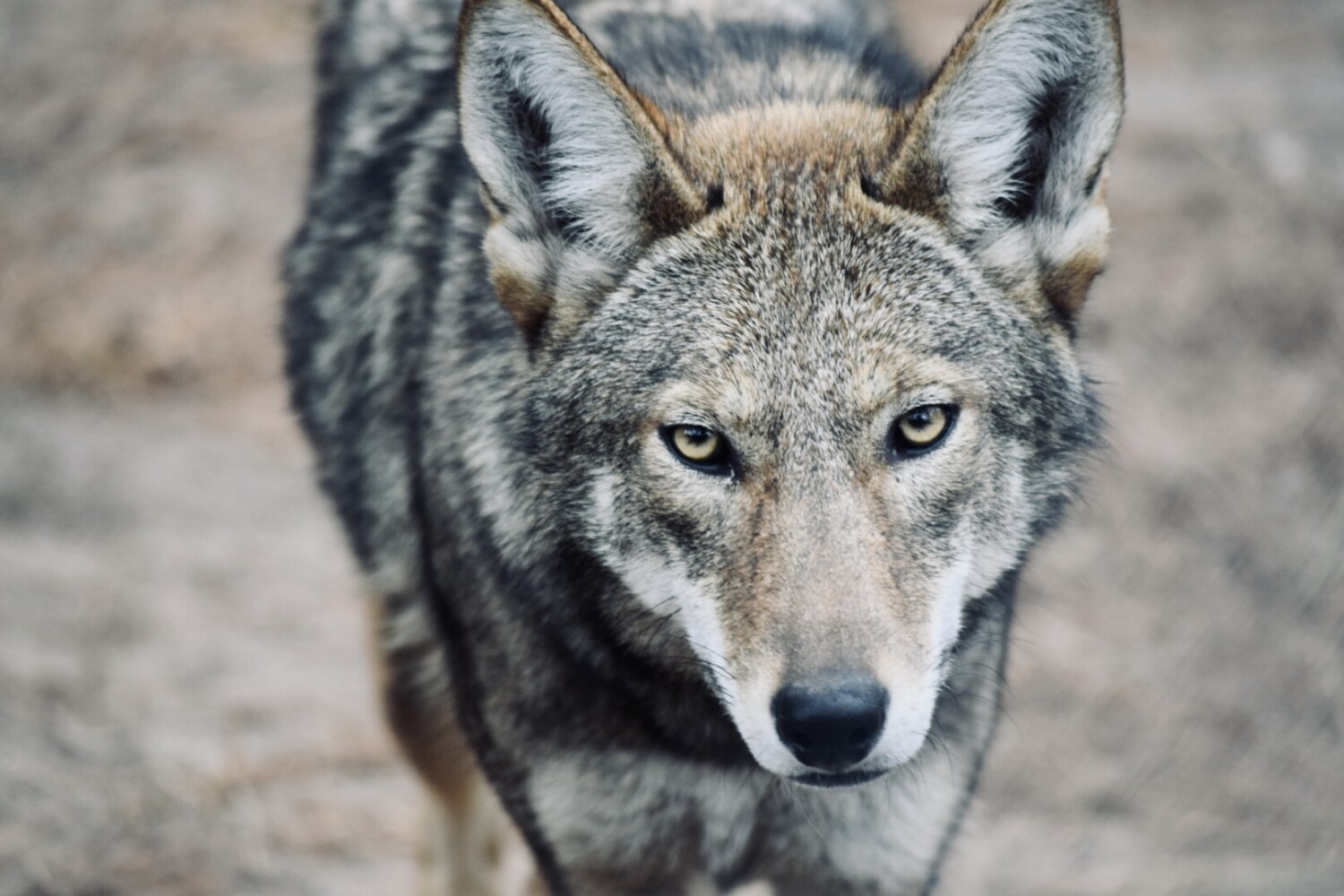 Grey wolf