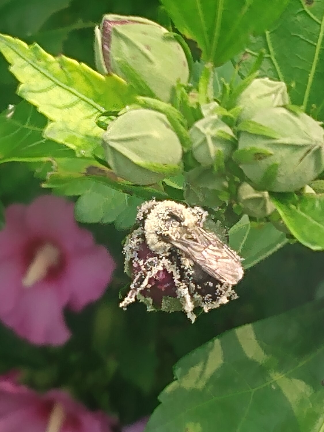 Bee pollenating a flower