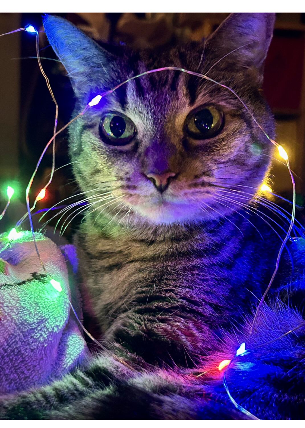 Princess Leia- the STAR