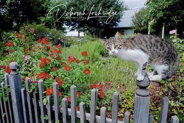 I Thought I Saw A Putty Cat!