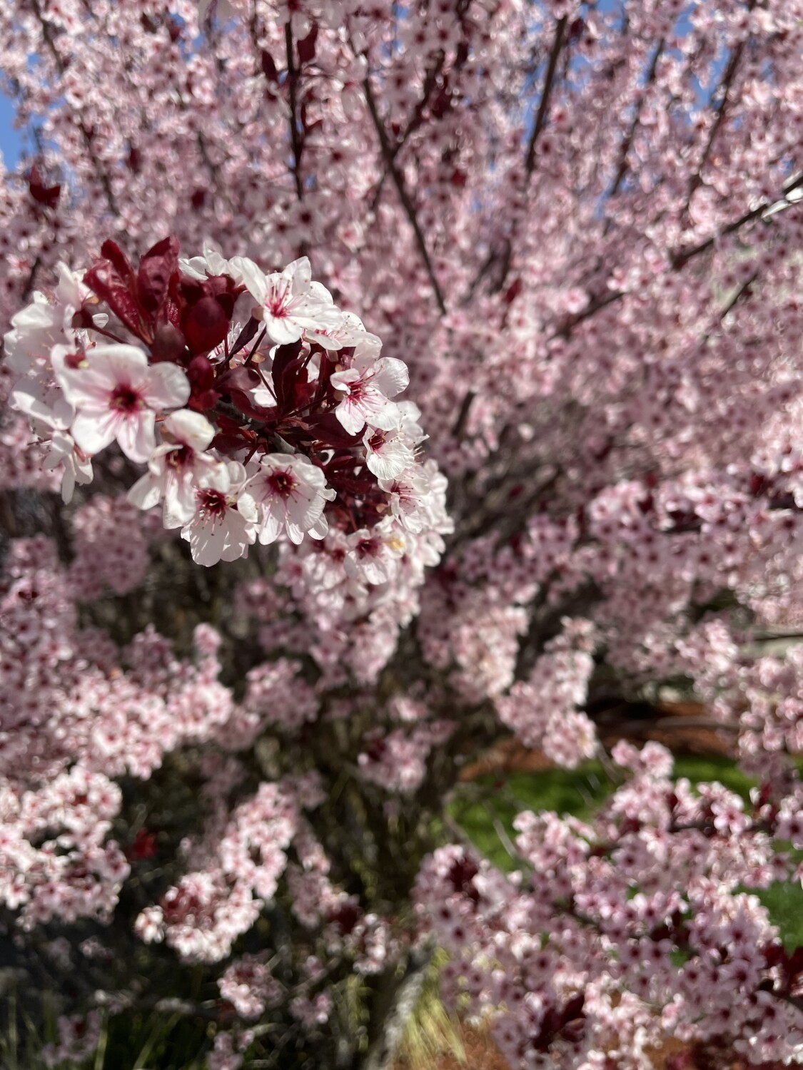 Blossoms in Spring