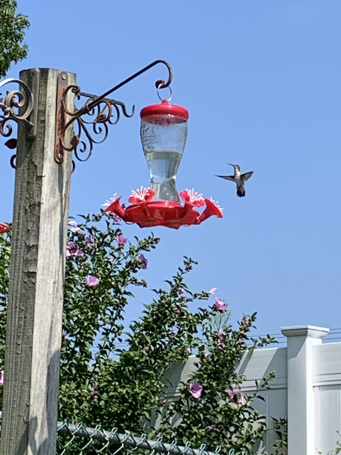 Hummingbird