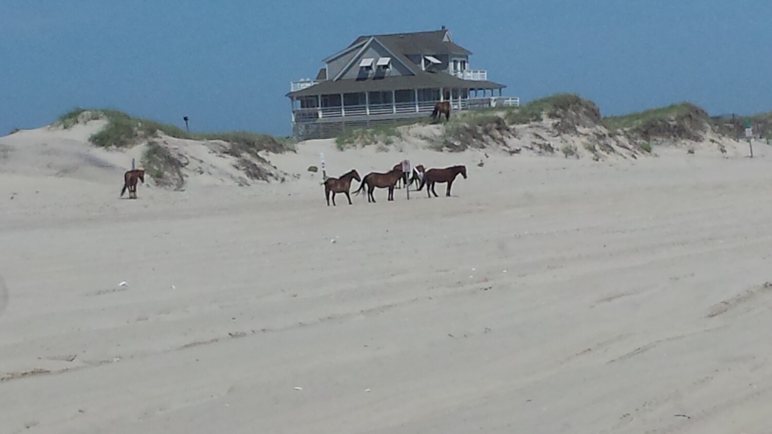 Wild horse beach day