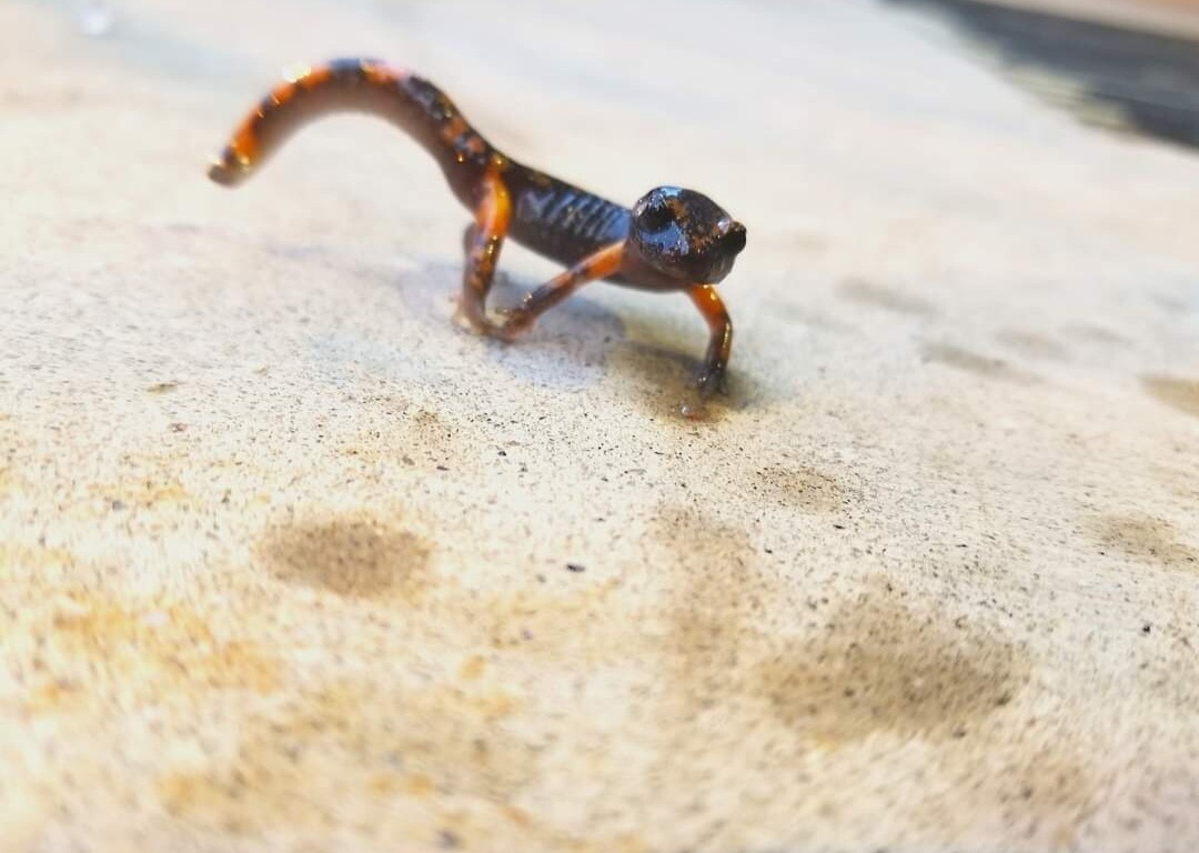 Sidewalk salamander