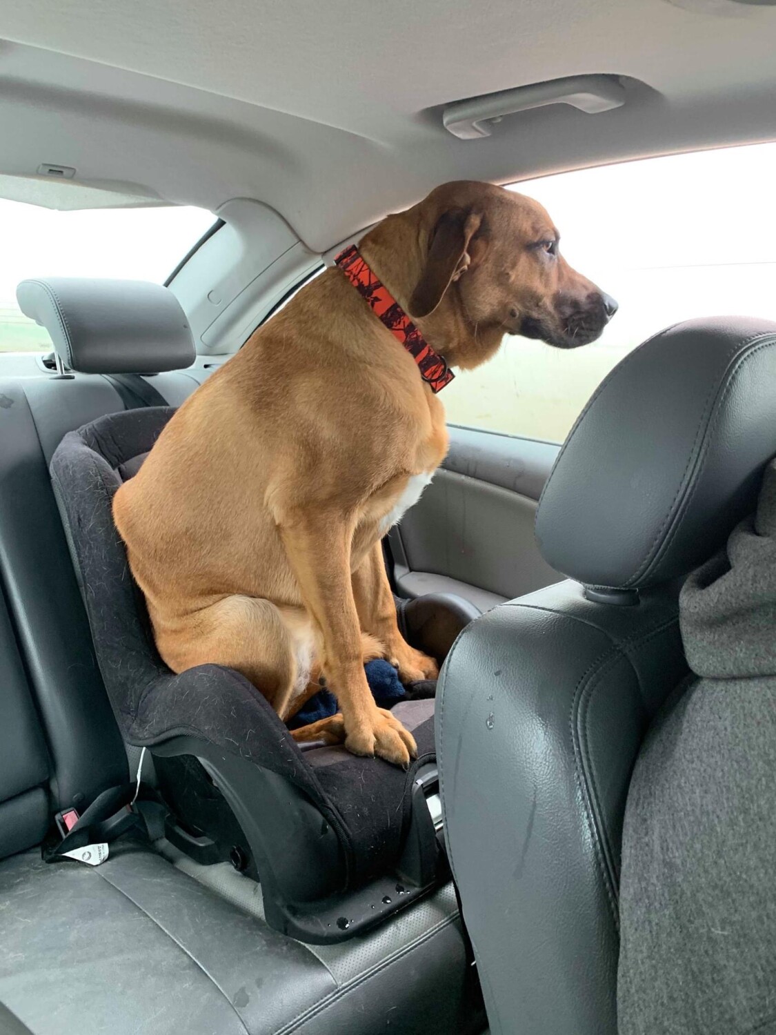 Sadyee trip home from the Vet