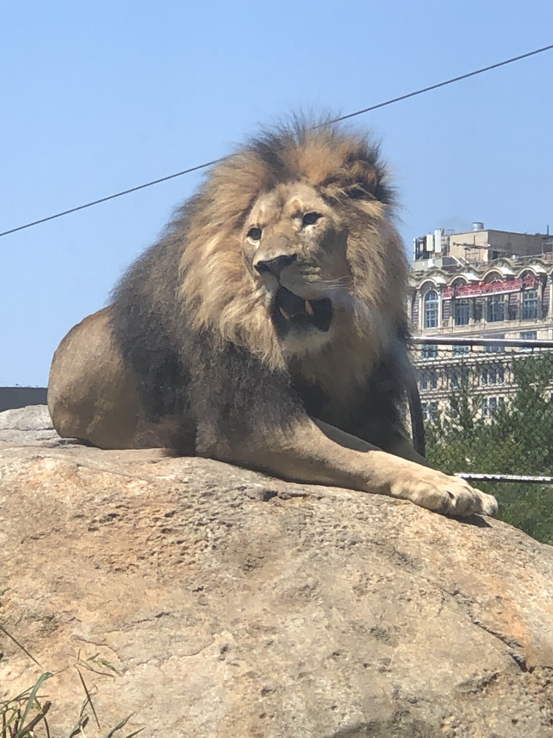 King of the Jungle