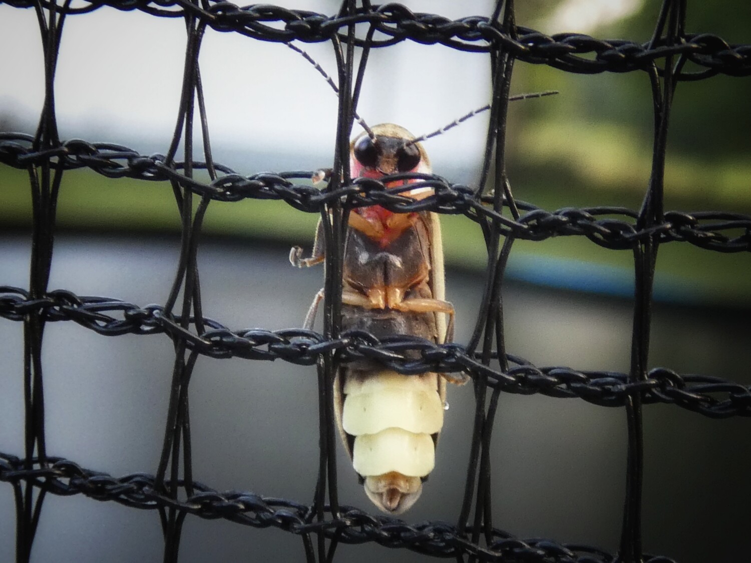 This Little Light of Mine