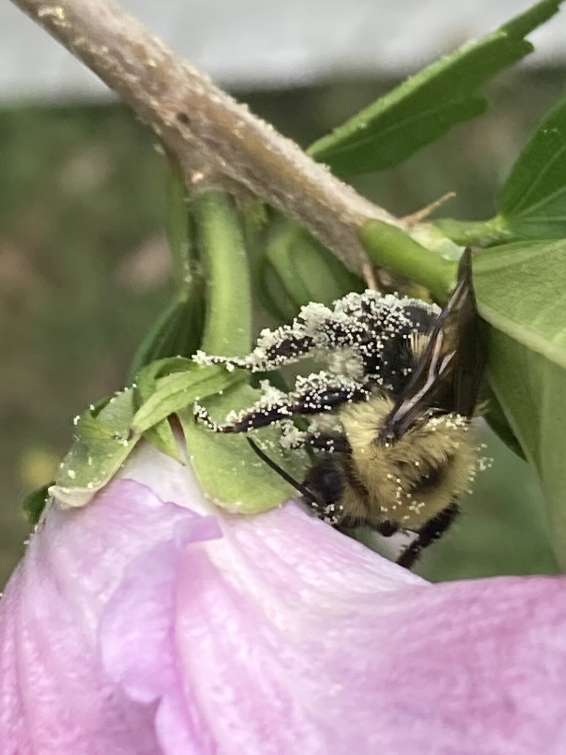 Pollen busy