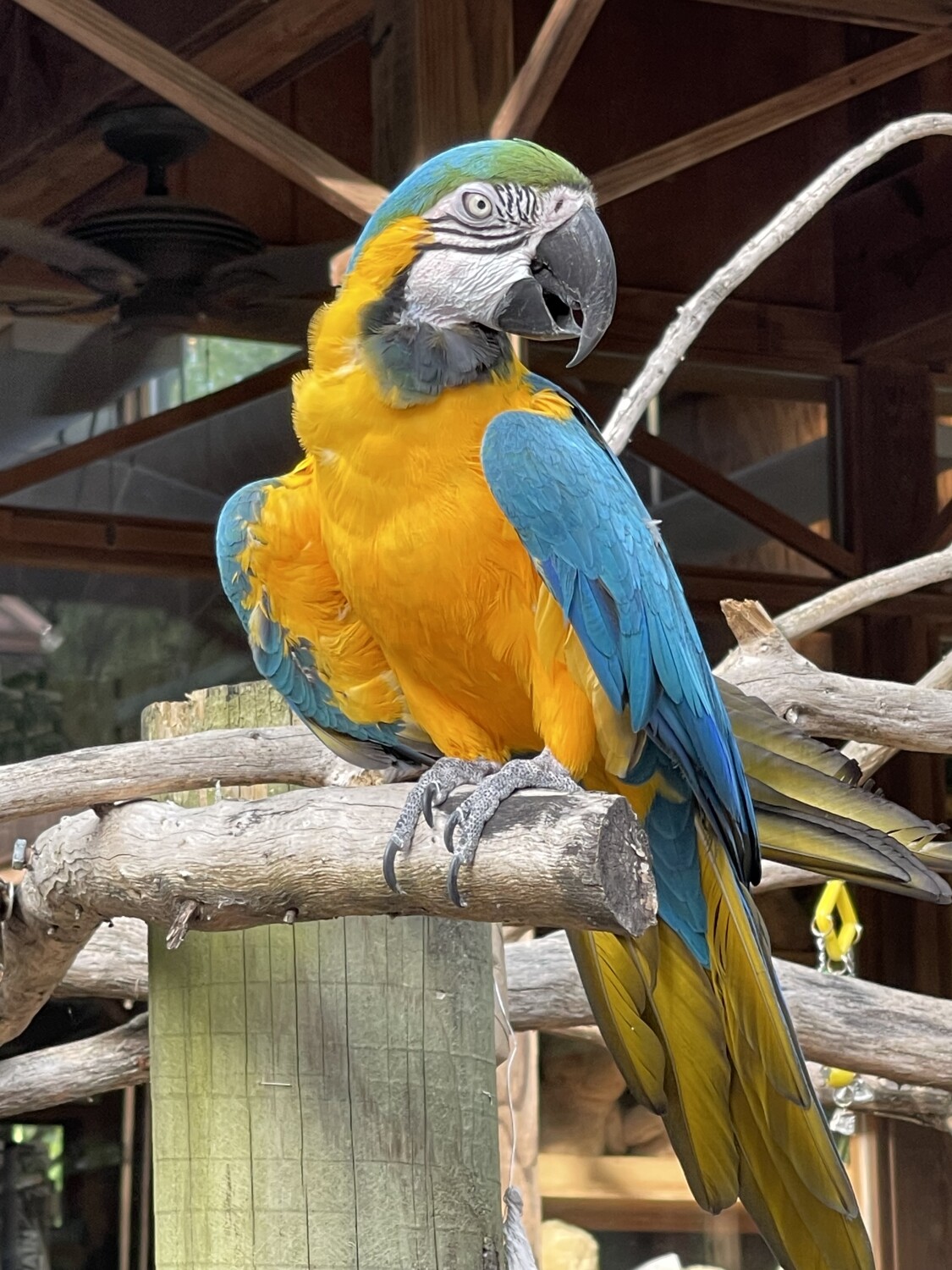 Bird of paradise’s Polly wanna a cracker