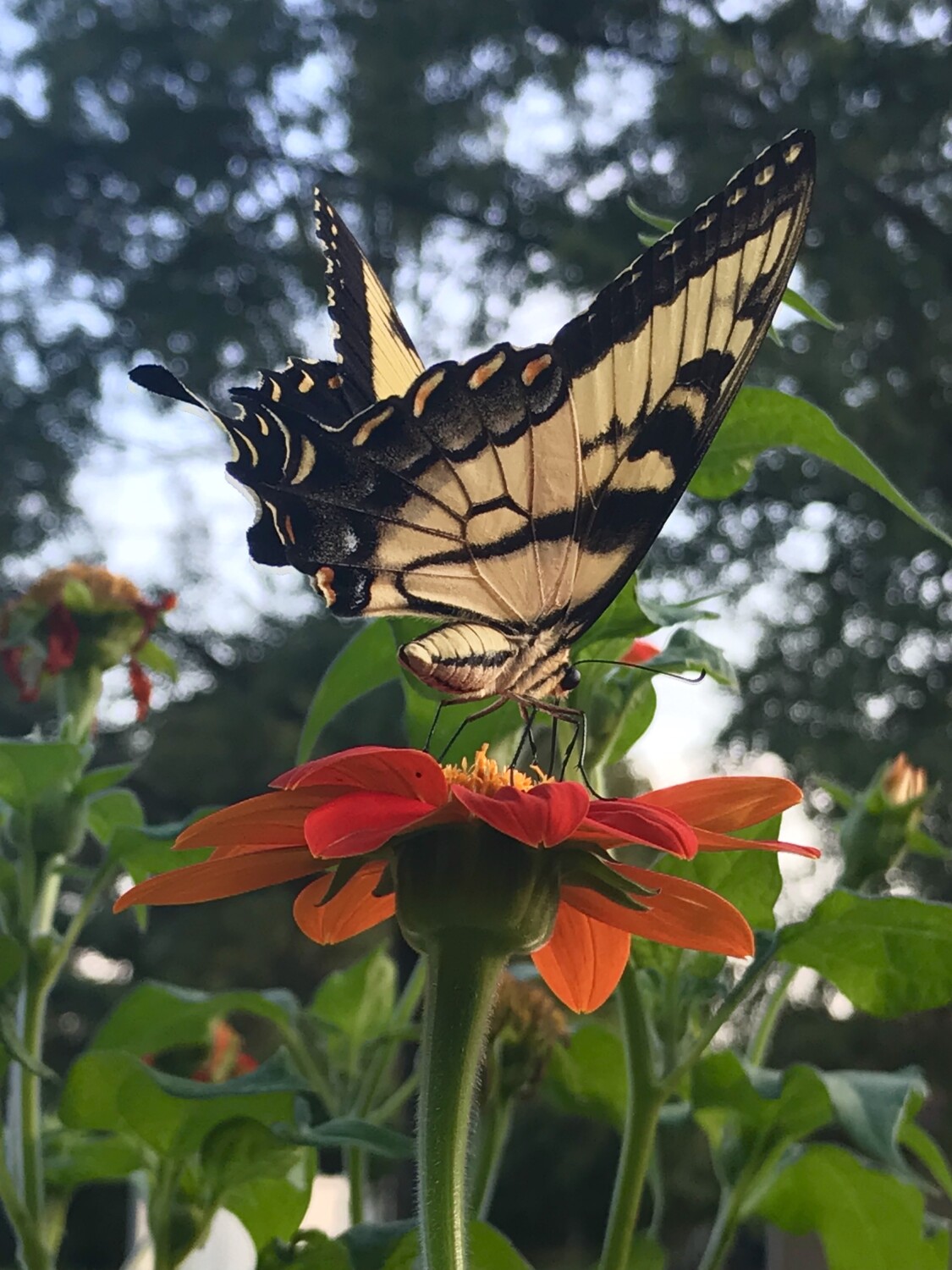 High on the Pedestal