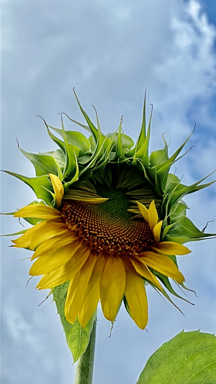 Sunflower