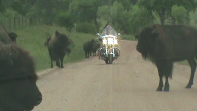 running with the Buffalo's