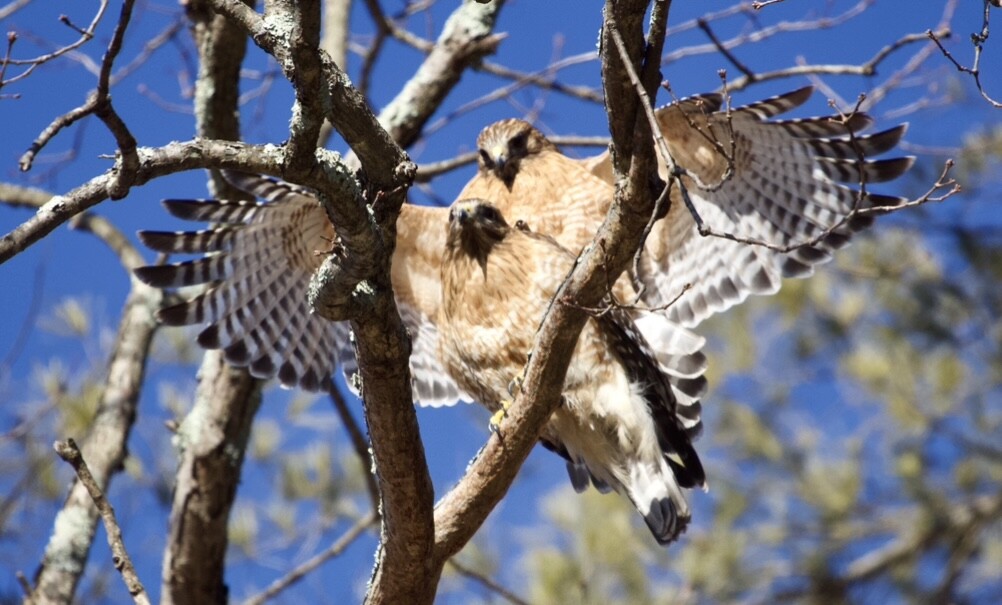 Red shoulder hawks
