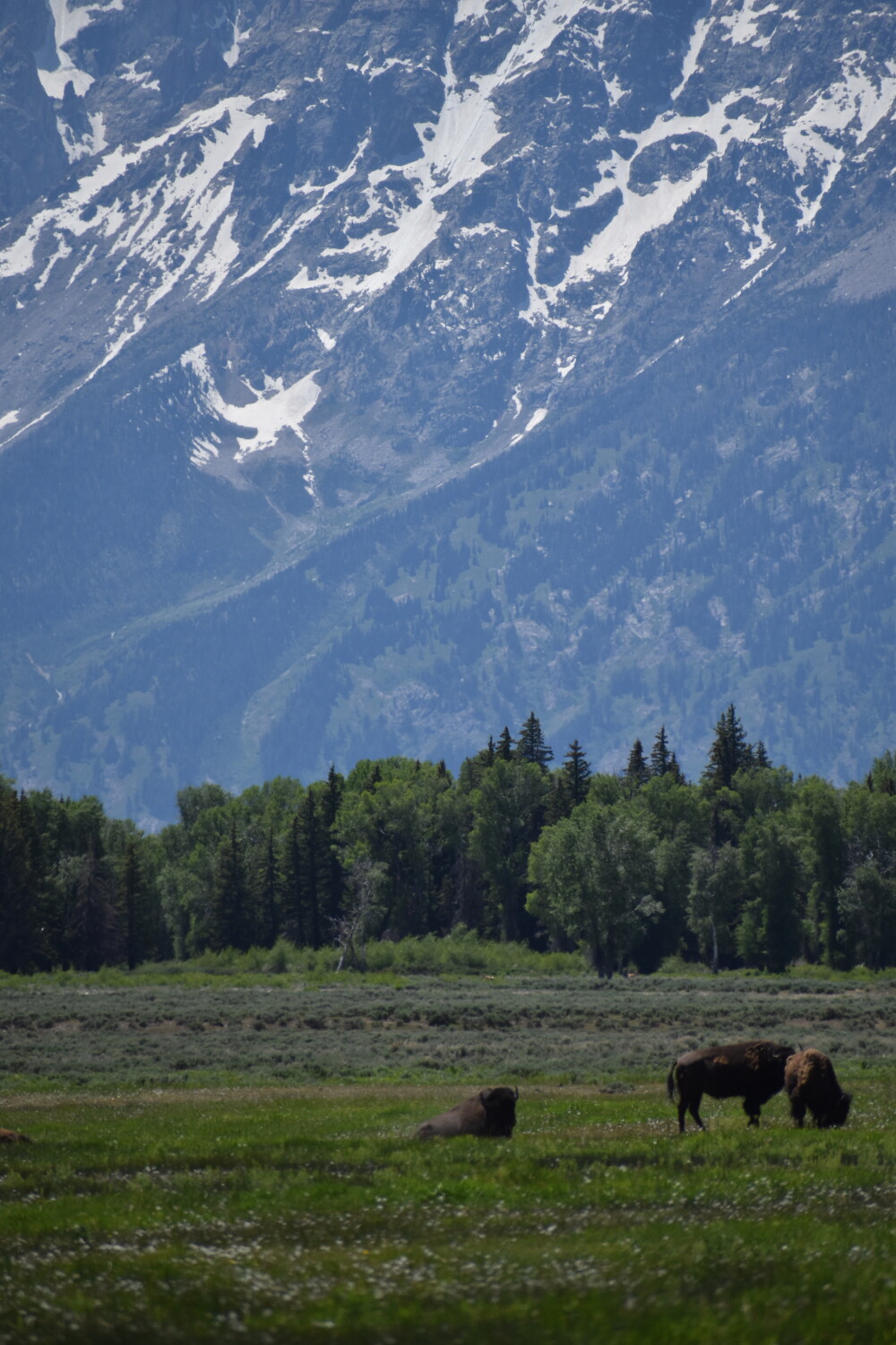 Bison and Grand Tetons