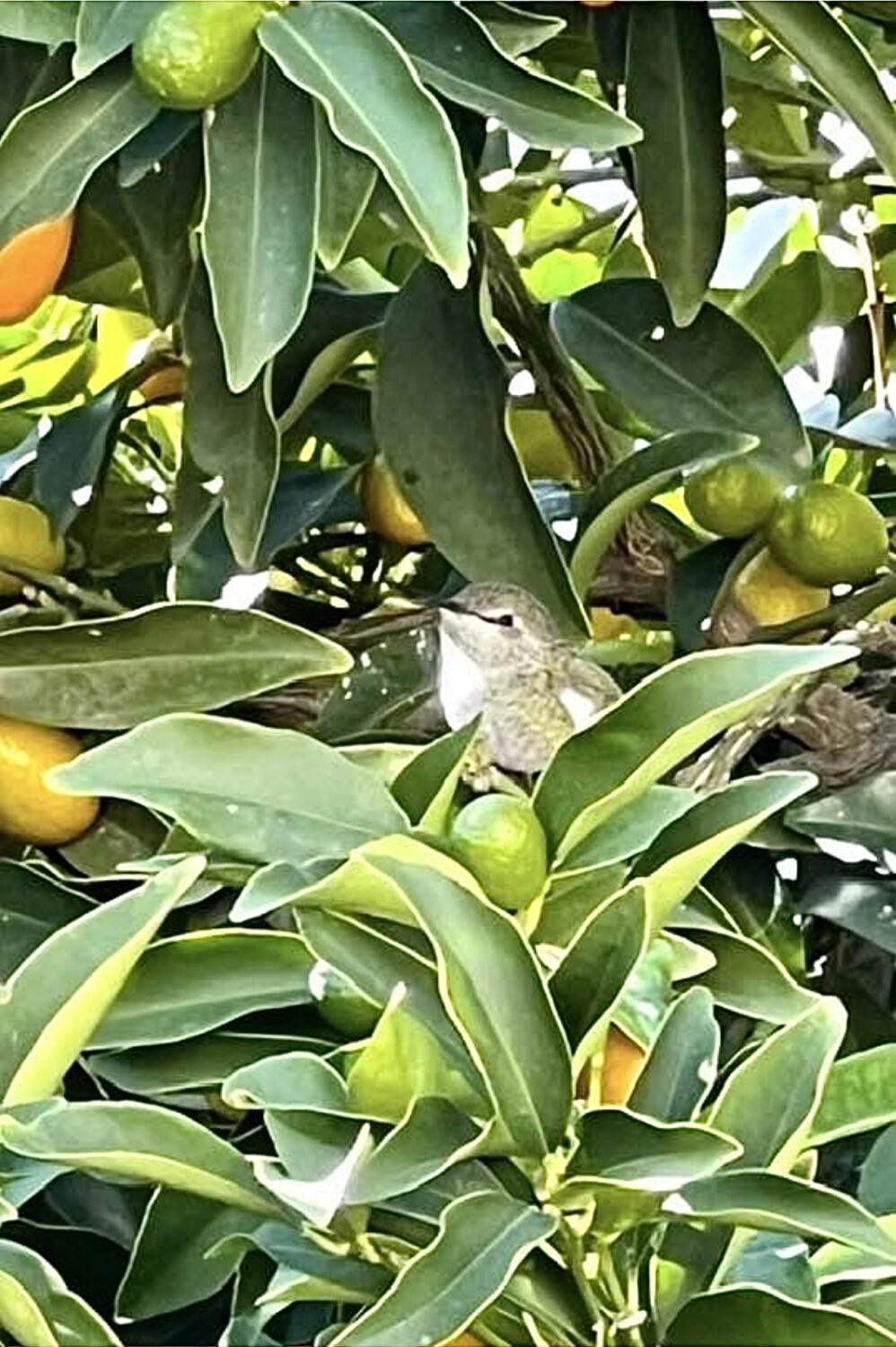 Resting on my ‘laurels’