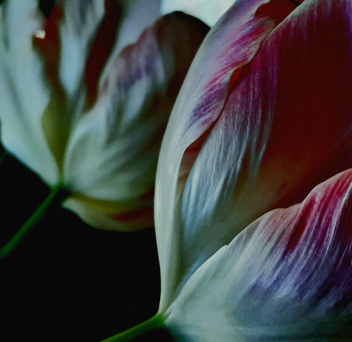 Fading Tulips