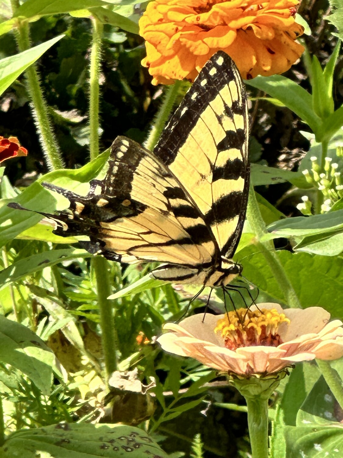 Eastern Tiger Swallowtail
