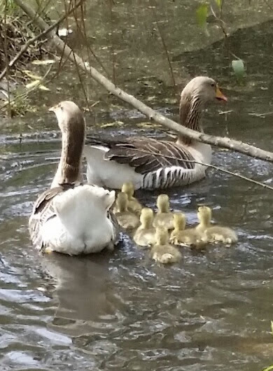 Geese Family