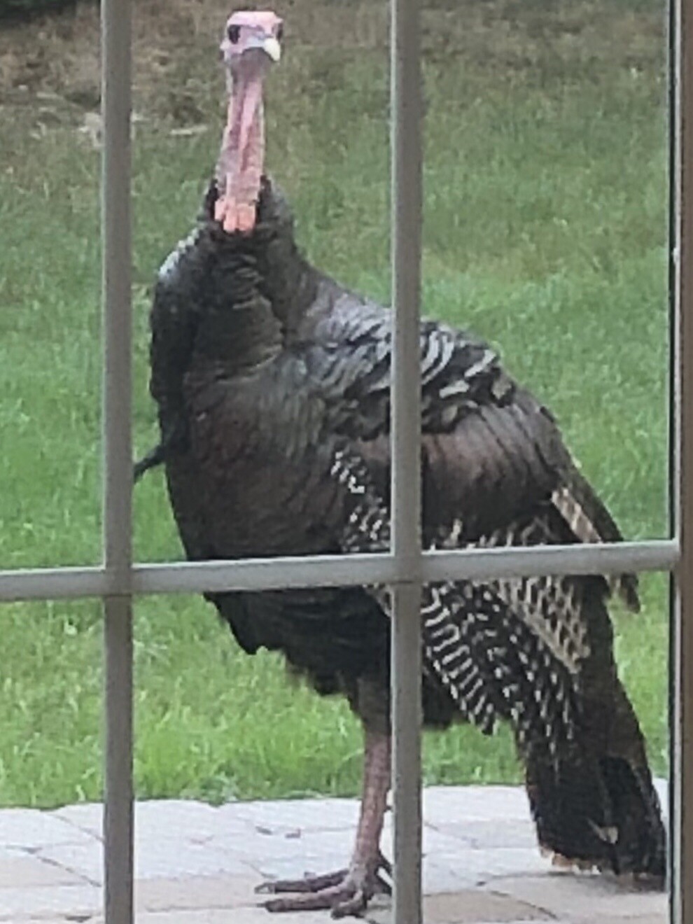 I was invited to Thanksgiving dinner